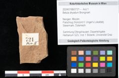 Foto (Objekt + Etikett) von Betula dryadum Brongniart (NHMW-GEO-2024-0188-0721)